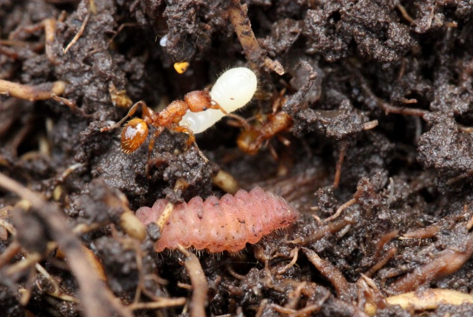 Buba strašničinega mravljiščarja